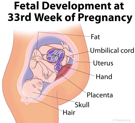 33 semaines fetus